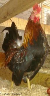 53940_serama_cockerela2.jpg