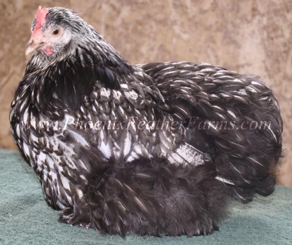 53940_silver_laced_hen.jpg