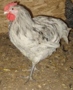 53940_splash_orpington_cockerel2.jpg