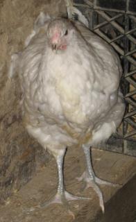 53940_splash_orpington_pullet.jpg