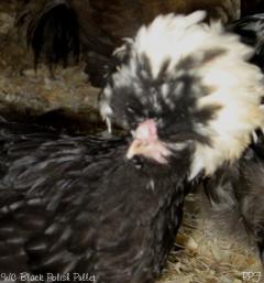 53940_wc_black_polish_pullet1.jpg