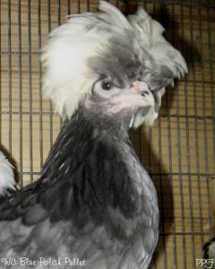 53940_wc_blue_polish_pullet.jpg