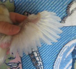53940_white_orpington_chick_feathers.jpg
