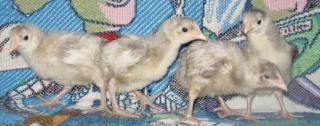 53940_white_orpington_chicks.jpg