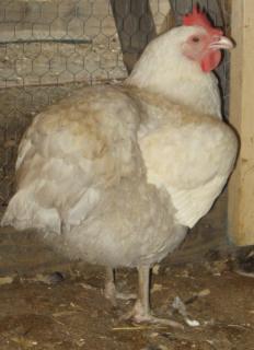 53940_white_orpington_hen2.jpg