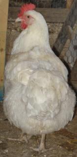 53940_white_orpington_hen3.jpg