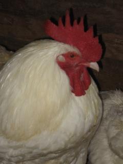 53940_white_orpington_rooster.jpg