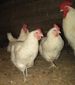 53940_white_orpingtons.jpg
