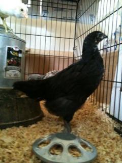 53993_australorp.jpg