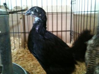 53993_australorp_7weeks.jpg