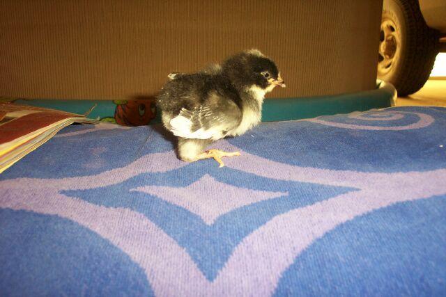 54003_chick.jpg