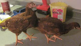 54042_chickens_024.jpg