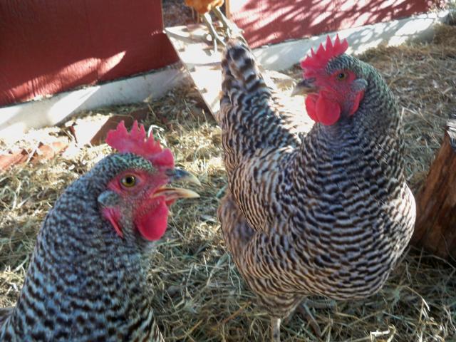 54045_chicken_picture_10-10_009.jpg