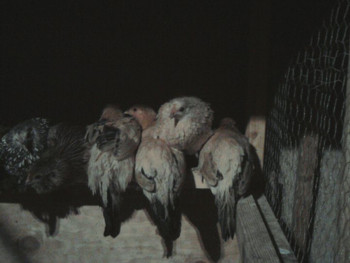 54063_chicken_tripod.jpg