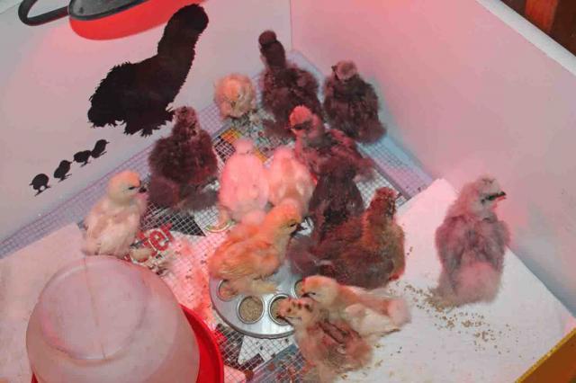 54072_brooder3.jpg