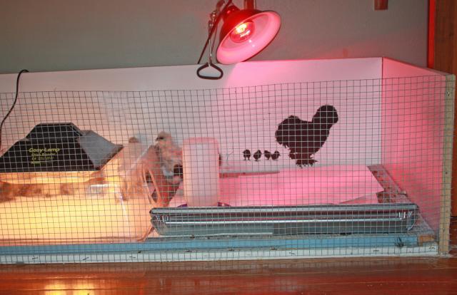 54072_brooder4.jpg