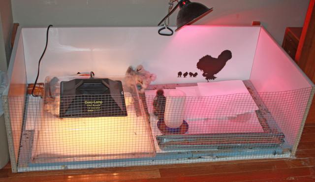54072_brooder5.jpg