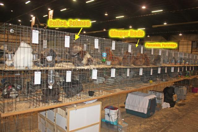54072_ohionational-silkies.jpg
