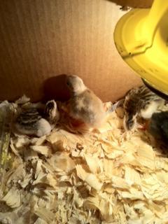 54075_keets.jpg