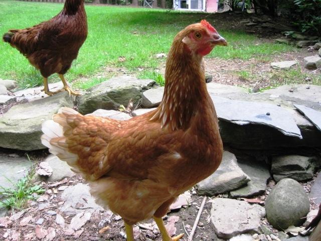 54076_august_2010_outside_chickens_001.jpg