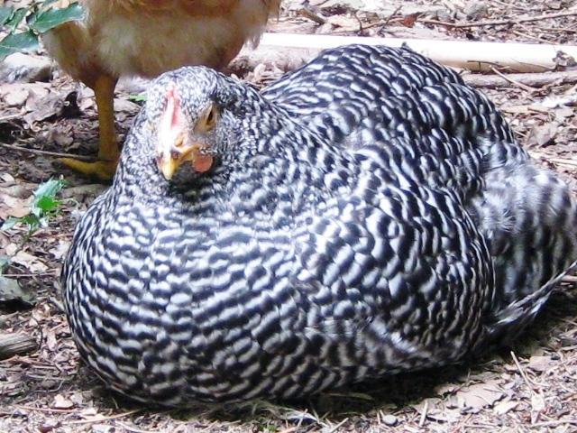 54076_august_2010_outside_chickens_011.jpg