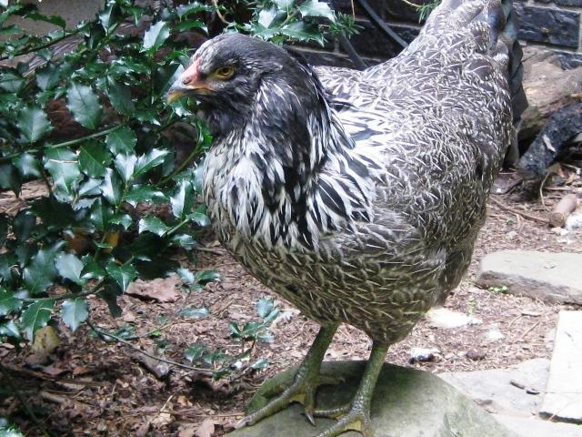 54076_august_2010_outside_chickens_018.jpg