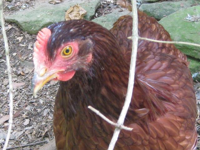 54076_august_2010_outside_chickens_021.jpg