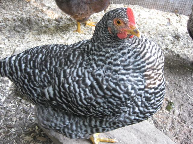 54076_august_2010_outside_chickens_047.jpg