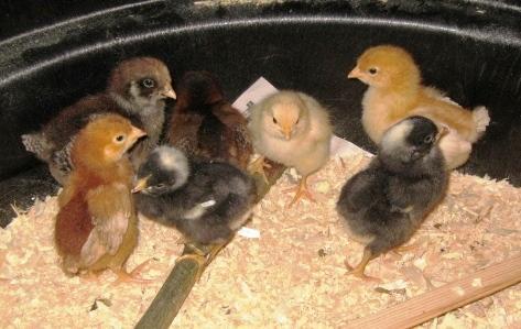 54076_may_4th_chicks_007.jpg
