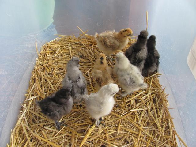 54123_2_week_old_silkie_chicks.jpg