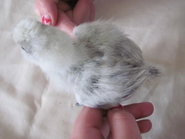54123_5_-_snowball_-_cream_with_silver_grey_feathers_2.jpg
