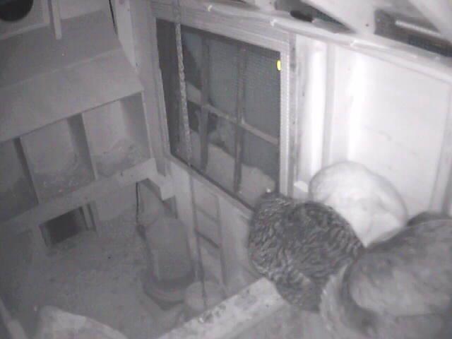 54146_ir_chicken_pic.jpg