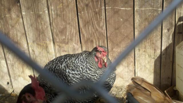 54147_chicken.jpeg