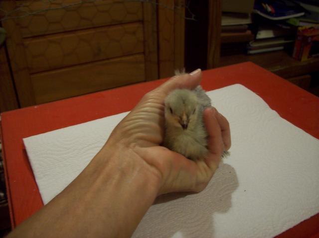 54159_new_chicks_002.jpg