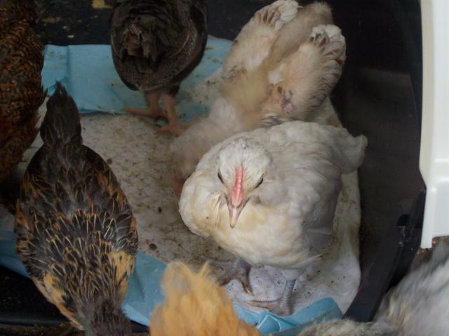 54159_new_chicks_022.jpg
