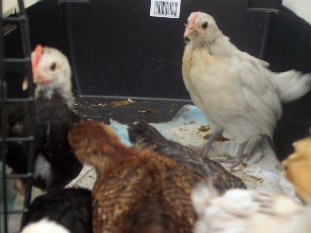 54159_new_chicks_033.jpg