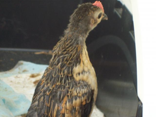 54159_new_chicks_037.jpg