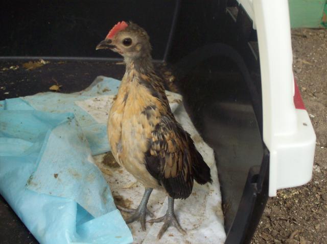 54159_new_chicks_039.jpg