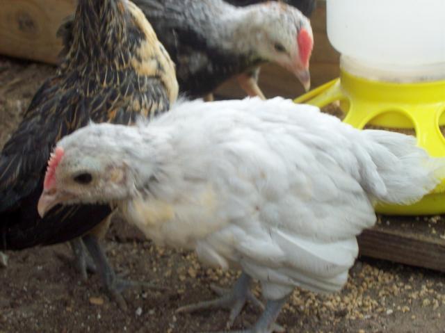 54159_new_chicks_052.jpg