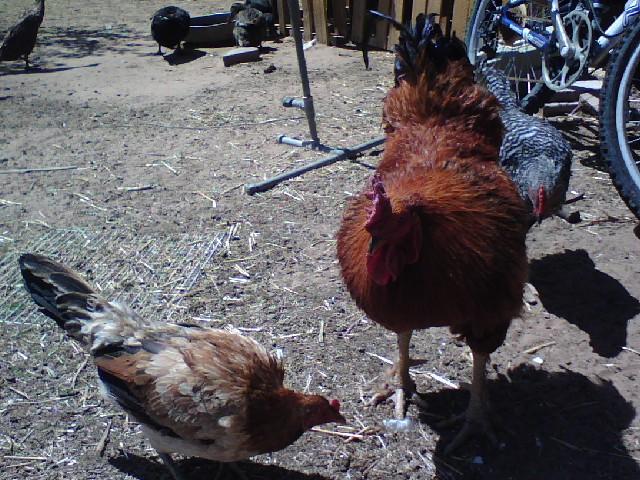 5415_0426091442.jpg