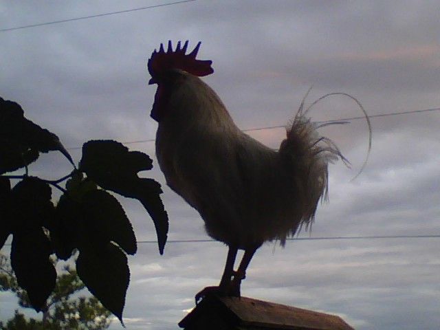 5415_0704092008.jpg