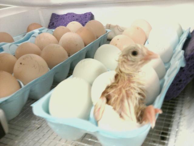5415_1st_baby_4_26_11_1232_pm.jpg