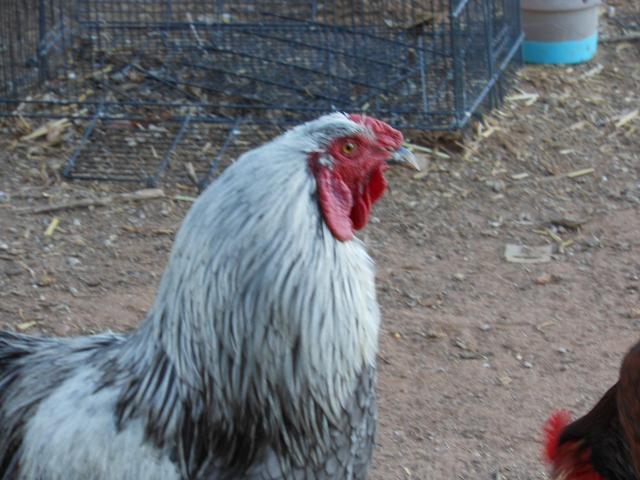 5415_birds_12_29_11_077.jpg