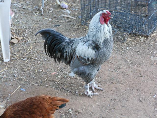 5415_birds_12_29_11_078.jpg