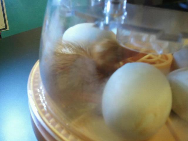 5415_ducky_in_flwr_mnd_4_12_11.jpg