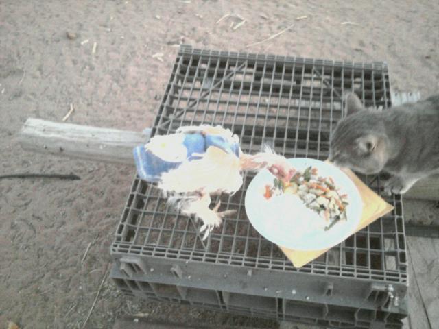 5415_s_o_eating_with_puddy_1.jpg