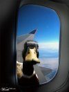 54191_duck_in_aeroplane.jpg