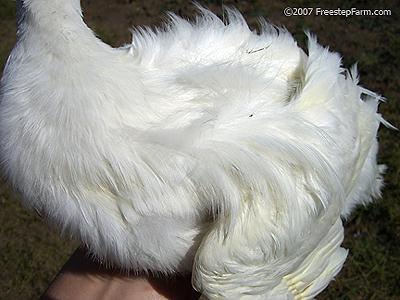 54191_silkyduckfeathers.jpg