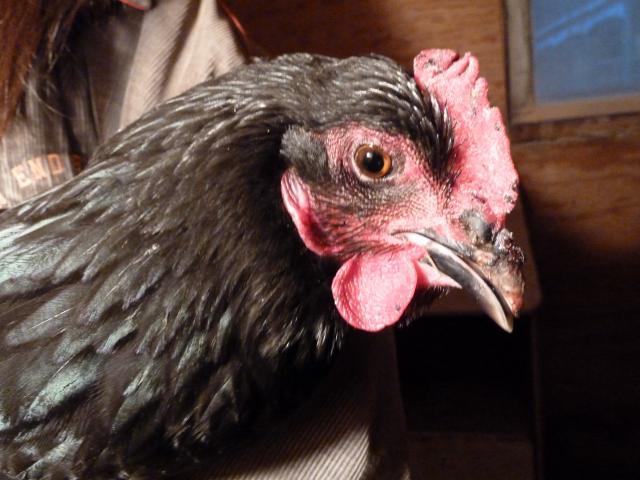 54219_p1000399.jpg