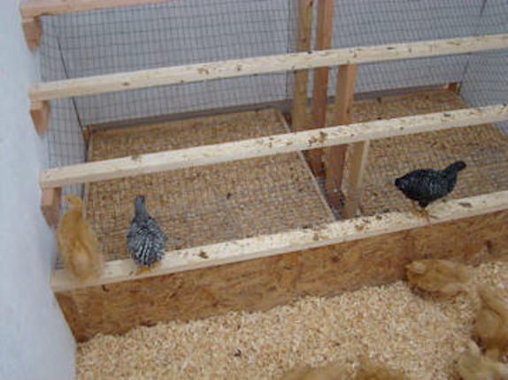 54259_inside_coop_1.jpg